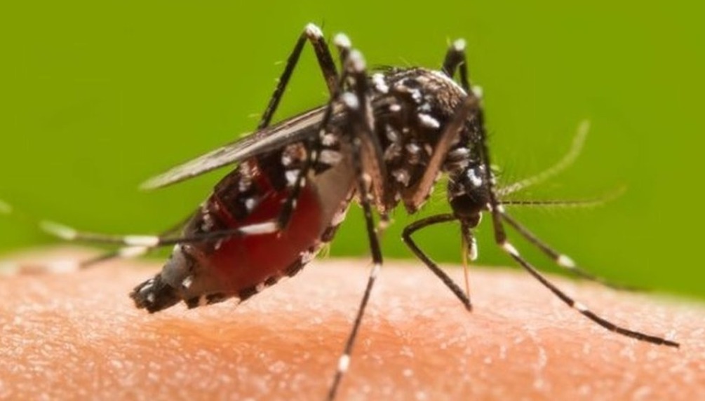 Ludhiana Reports 15 Fresh Dengue Cases, Total Reaches 361