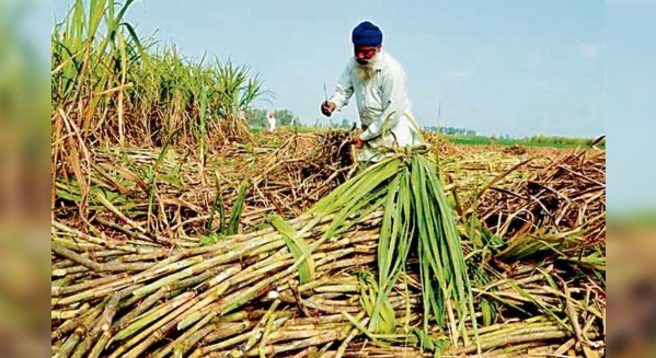 Jalandhar: Punjab Cane Farmers Postpone Protest, Give Govt. Four Days for SAP Decision