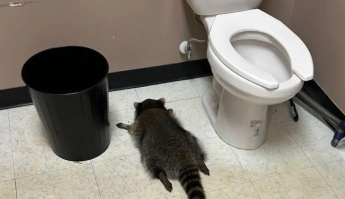 Raccoon dies in Liquor Store After Drinking Whiskey in Hanover, Virginia