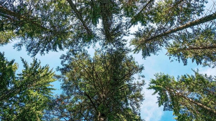 Five Ancient Indian Trees that are of great importance